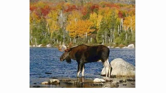 Животные озвученные 2