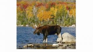 Животные озвученные 2