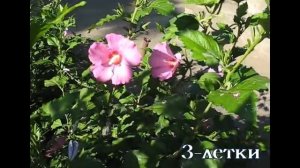 Посадив ГИБИСКУС - никогда не ройтесь под кустом!