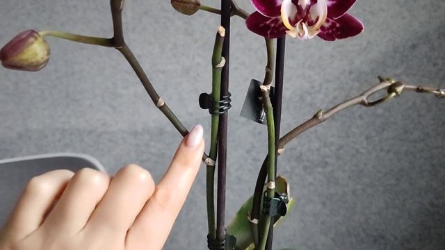 Зацвела орхидея, которой у меня НЕ БЫЛО ???...Где она взялась???