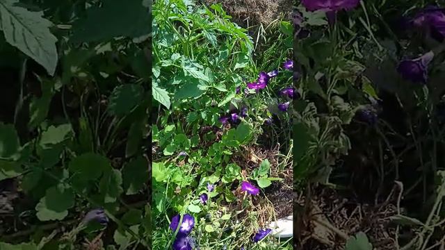 Петуния гибнет одна за другой.