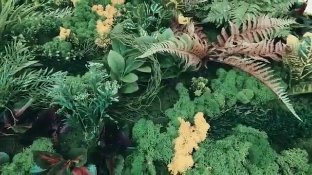 Вертикальное озеленение, стабилизированный мох, ягель смотреть онлайн