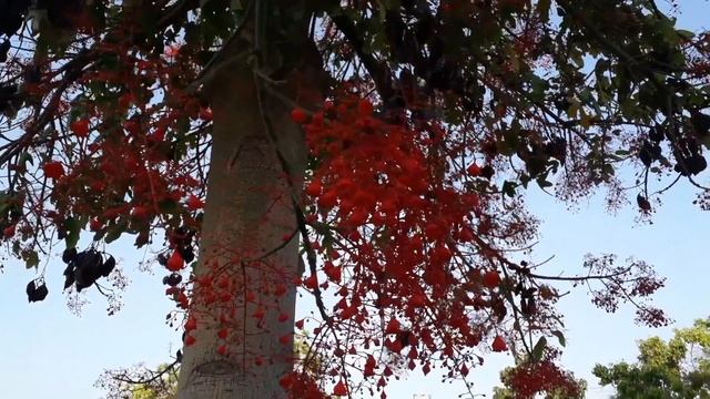 Брэхихитон Красный Медитация#корневая_чакра#chakra#meditation#energy#кундалини#love#red смотреть онлайн