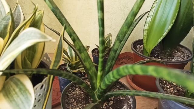 САНСЕВИЕРИЯ ДОМА: МОЯ КОЛЛЕКЦИЯ/ Sansevieria