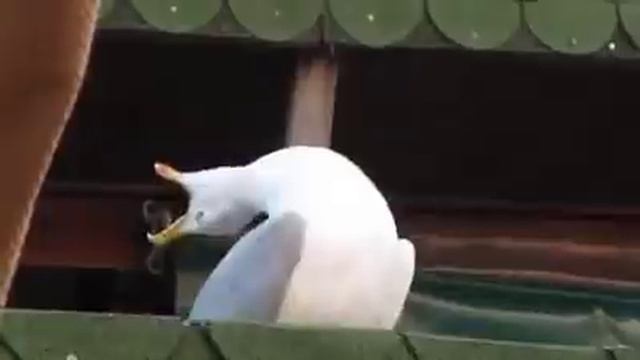 El origen del meme "Gaviota" смотреть онлайн