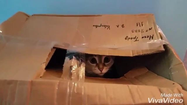 Кошачья жуть смотреть онлайн