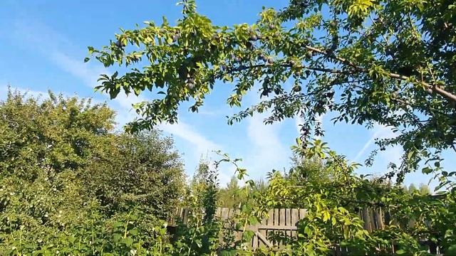 Наш сад 2022. Абрикос ЧЕРНЫЙ БАРХАТ. Абрикос не абрикос