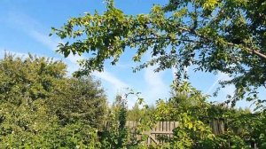 Наш сад 2022. Абрикос ЧЕРНЫЙ БАРХАТ. Абрикос не абрикос