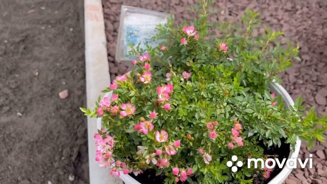 Не много о себе. Быстро пробежимся по саду. смотреть онлайн