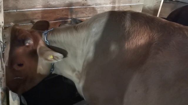 Отелы прошли хорошо! Раздаиваем коров! Поение коров! Приготовление корма для крс. смотреть онлайн