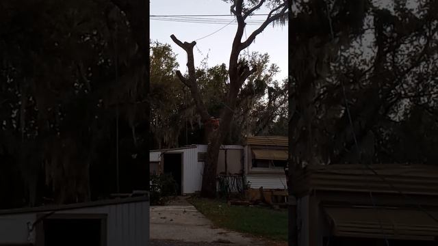 Never Falling Tree House смотреть онлайн