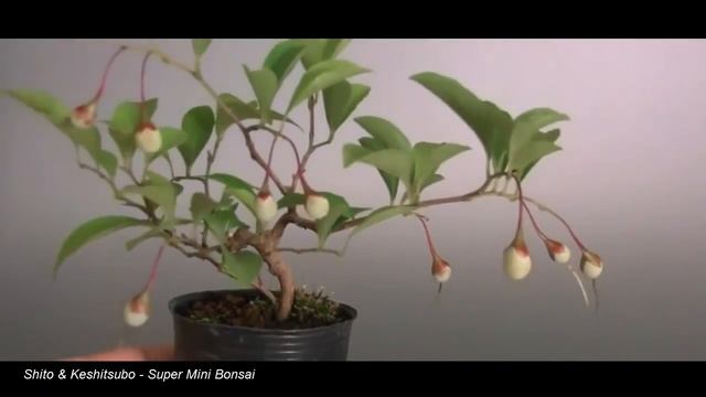 Mame Bonsai Trees - Super Mini Bonsai Part 2