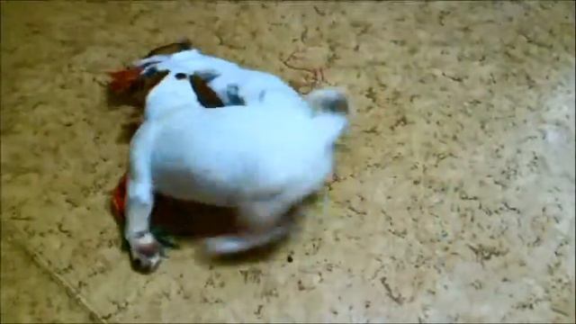 Джек Рассел терьер Хари и Хетти смотреть онлайн