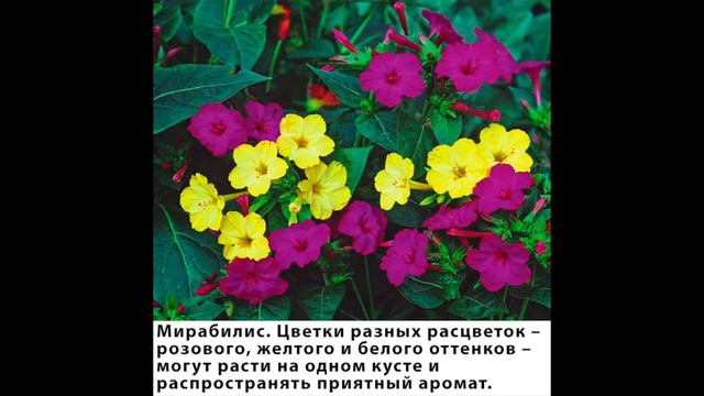 Самые ароматные растения в мире! смотреть онлайн