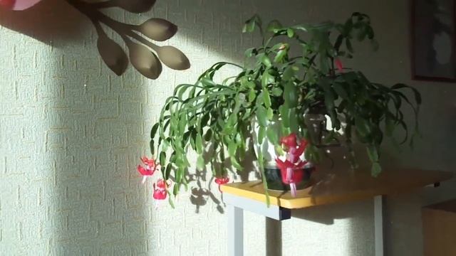 Любуюсь цветением рождественника, декабриста. смотреть онлайн