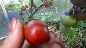 Томат синяя гроздь