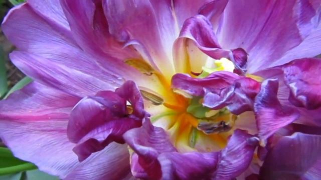 ЛЮБОВЬ И НЕЖНОСТЬ. РЕЛАКСАЦИЯ. смотреть онлайн