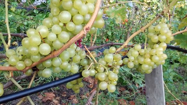 Виноград Маестро Висока Піч Житомирщина як є смотреть онлайн