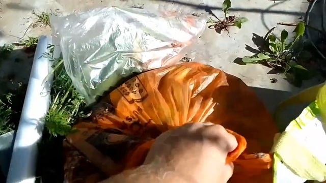 #дача я #посадил #капусту #пекинская 16 07 2023 смотреть онлайн