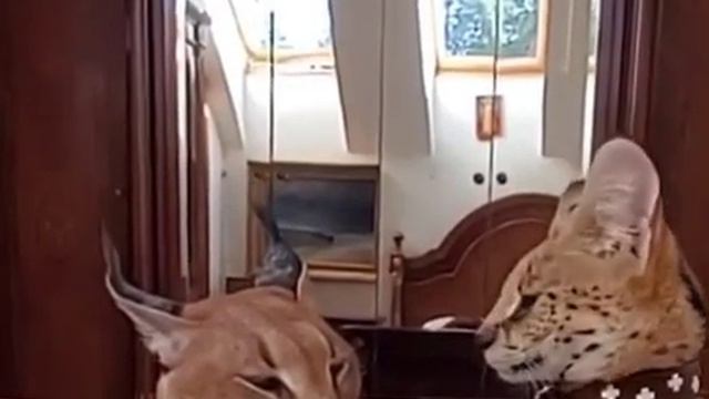 Sogga being a idiot and annoying floppa ( idiot sogga ) смотреть онлайн