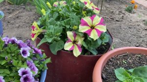 Как я спасла погибающую петунию. Лечение и уход