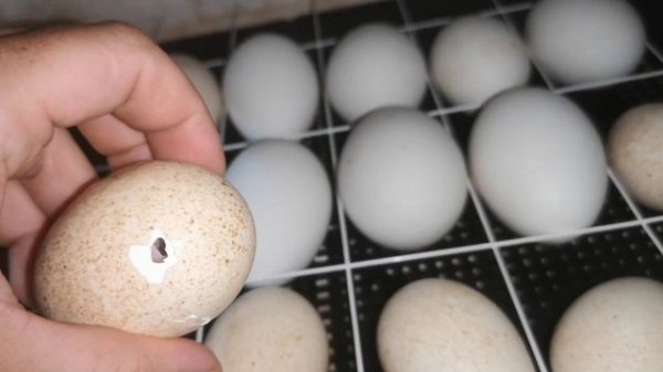 Инкубационное яйцо треснуло, как его спасти