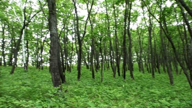 Орхидеи (Orchids). Вы будете в шоке: столько видов в одном месте! Фотоохота в лесу. смотреть онлайн