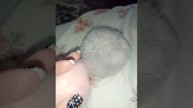 Крутой Помпон из AliExpress смотреть онлайн