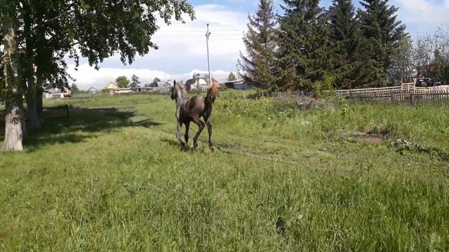 орловка смотреть онлайн