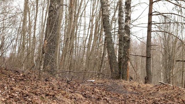 Весна и в лесу тает снег. 15 апреля 2023. смотреть онлайн