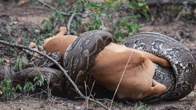 Python Huntress, Amy Siewe смотреть онлайн