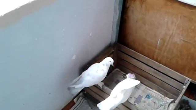 Если стараться, и иметь терпение, можно лечить голубей от "вертушки" смотреть онлайн