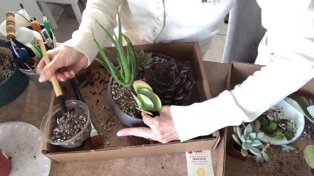 Echeveria Black prince and potting it up смотреть онлайн