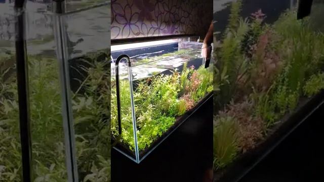 Ежедневная уборка в аквариуме. смотреть онлайн