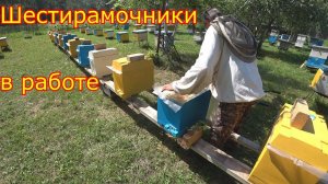 Шестирамочники в работе, Карника F1