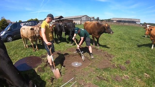 HOW TO MAKE OVER 100 COWS EXTREMELY HAPPY VERY QUICKLY ! смотреть онлайн