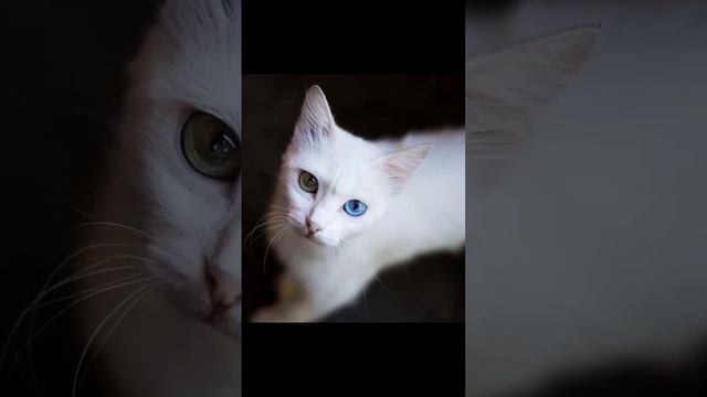 коты альбиносы смотреть онлайн