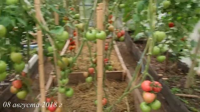 ? Томат МАЛИНОВАЯ ИМПЕРИЯ F1  |  Ошибки прощает, урожайный  |  Хорош в салате