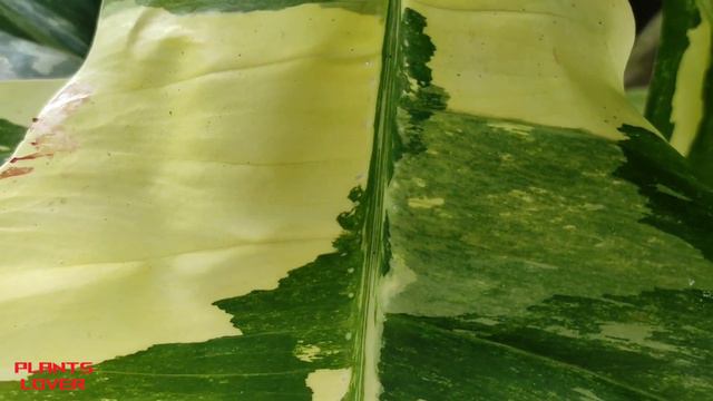 Beauty Of Variegated Epipremnum Pinnatum Plant - Plants Lover смотреть онлайн