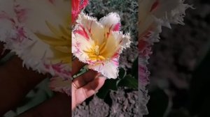 Тюльпаны. Болезни.