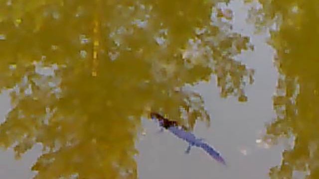 Тритоны в природе Tritons in nature. смотреть онлайн