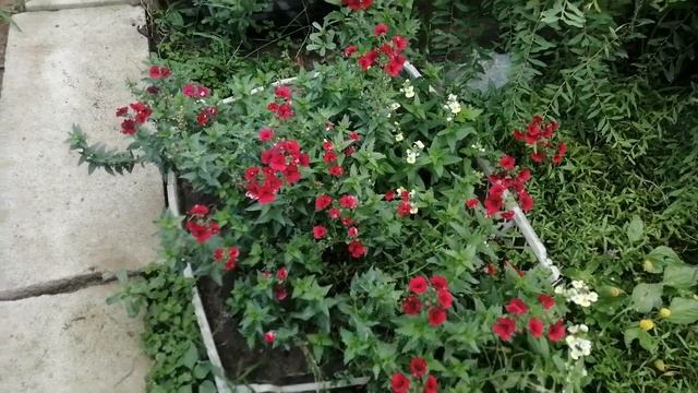 Немезия вегетативная: ещё один цветок, который недооценили мои покупатели. смотреть онлайн