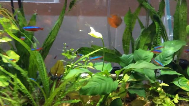 Anubias flower смотреть онлайн