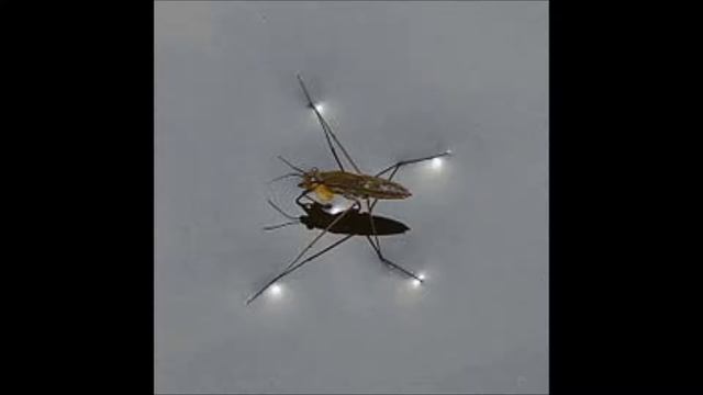 Le temps des cathedrales - Halobates смотреть онлайн