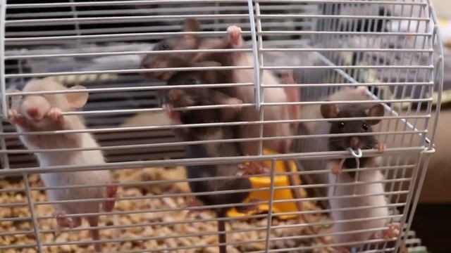 КУПИЛА КУДРЯВЫХ КРЫСЯТ? смотреть онлайн