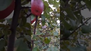 Яблоня «Память Ульянищева». Дегустация.