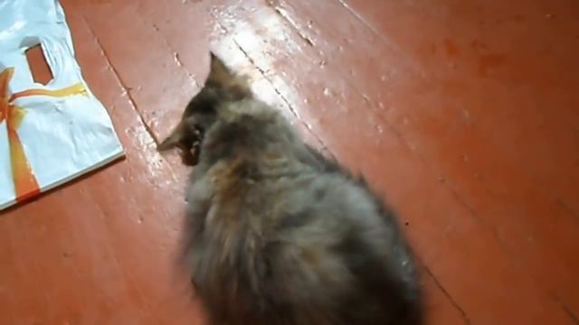 кошку штырит смотреть онлайн