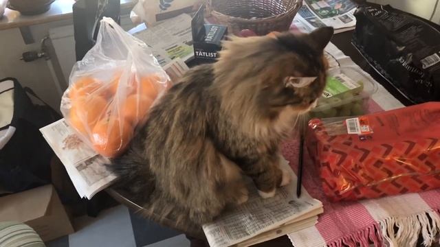 Предстоящая разлука. Норвежская кошка Соня. Norwegian forest cats. Norsk skogskatt смотреть онлайн