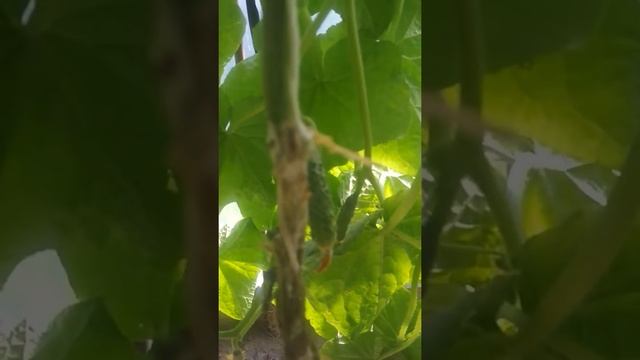 Белая плесень! Как обнаружить и как бороться смотреть онлайн