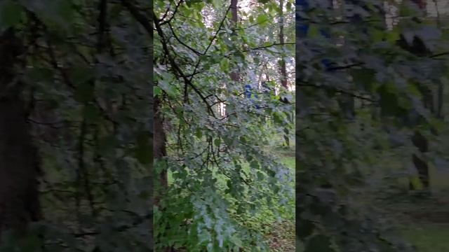 Лес, птицы поют